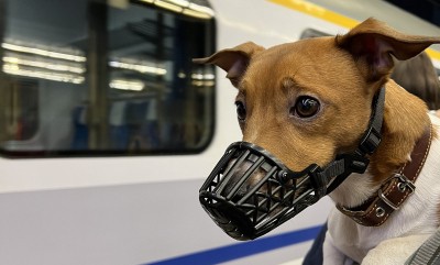 Stacja ZOO: Na ratunek zwierzętom, cichym ofiarom wojny w Ukrainie