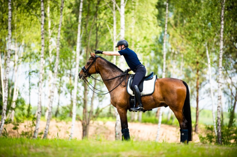 Dressage: Sport i sztuka