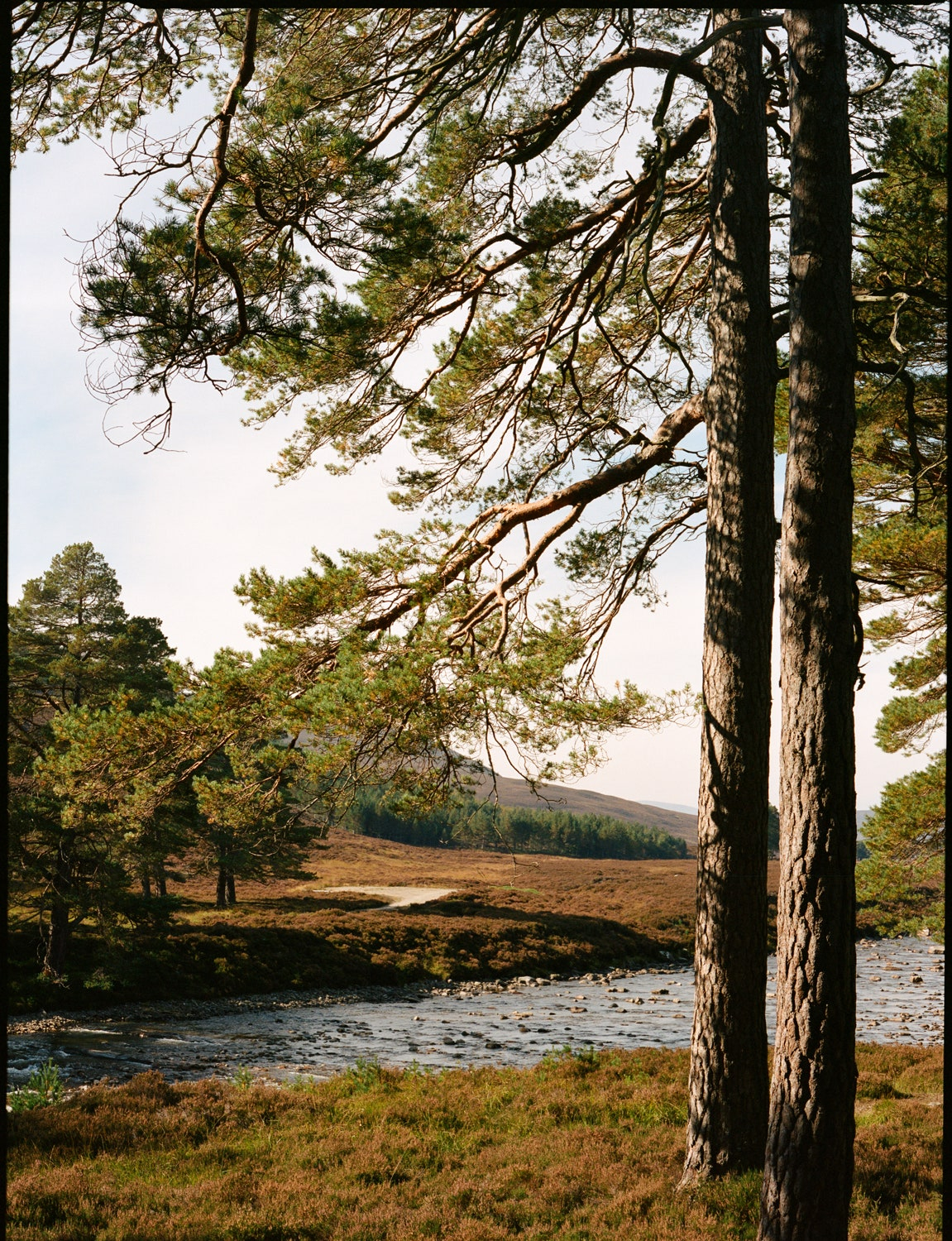 Piękna ślubna sceneria – szkockie Highlands. 