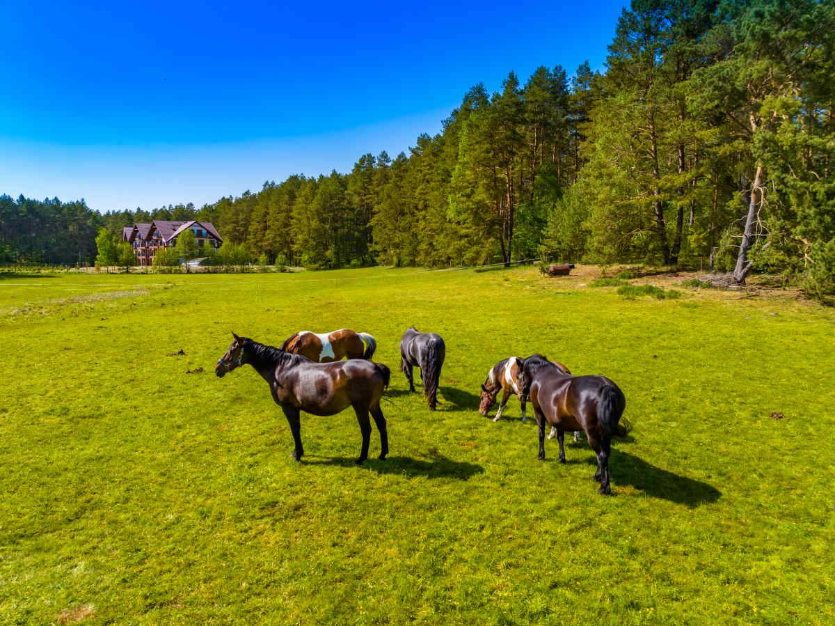 Zapach Lasu – naturalne SPA w Karwicy na Mazurach to kompleks luksusowych apartamentów. Twój drugi dom w sercu Puszczy Piskiej, nieopodal Jeziora Nidzkiego.